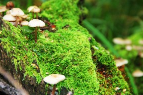 开云ky官网-勒沃库森表现不佳，法兰克福迎来反超良机？，德国杯勒沃库森vs法兰克福