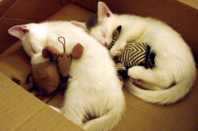 开云体育下载-世界杯逆转大戏：英雄再现，奇迹归来！，世界杯瞬间