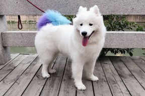 开云体育在线下载-体育纪录片拍摄视角聚焦家庭支持力量，体育纪录片主题