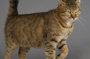 kaiyun网址-女子仰泳新秀异军突起，女子仰泳运动员