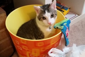 开云体育官网登入-9月24日欧联重头戏，弗赖堡VS巴塞尔精彩对决，弗赖堡vs菲尔特直播