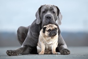 开云体育官网在线-F1中国大奖赛将于明年回归，f1中国大奖赛在哪