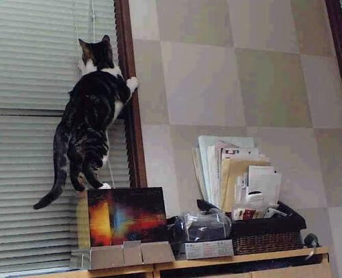 中国三人女篮加快攻守转换 增强实战能力，中国队三人女篮