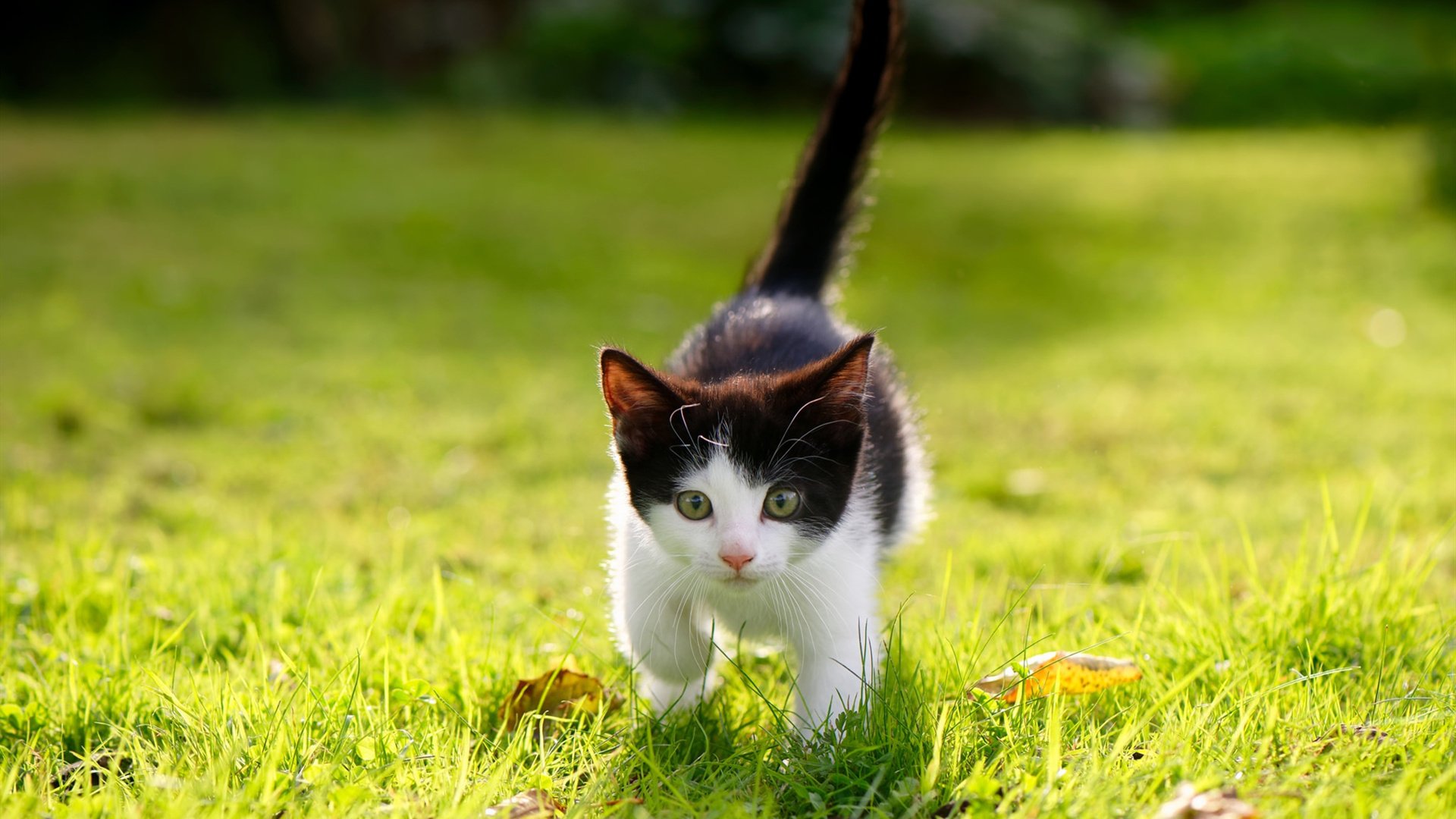 中国三人篮球男队强化快攻训练 提升比赛节奏,男子三人篮球中国队队员