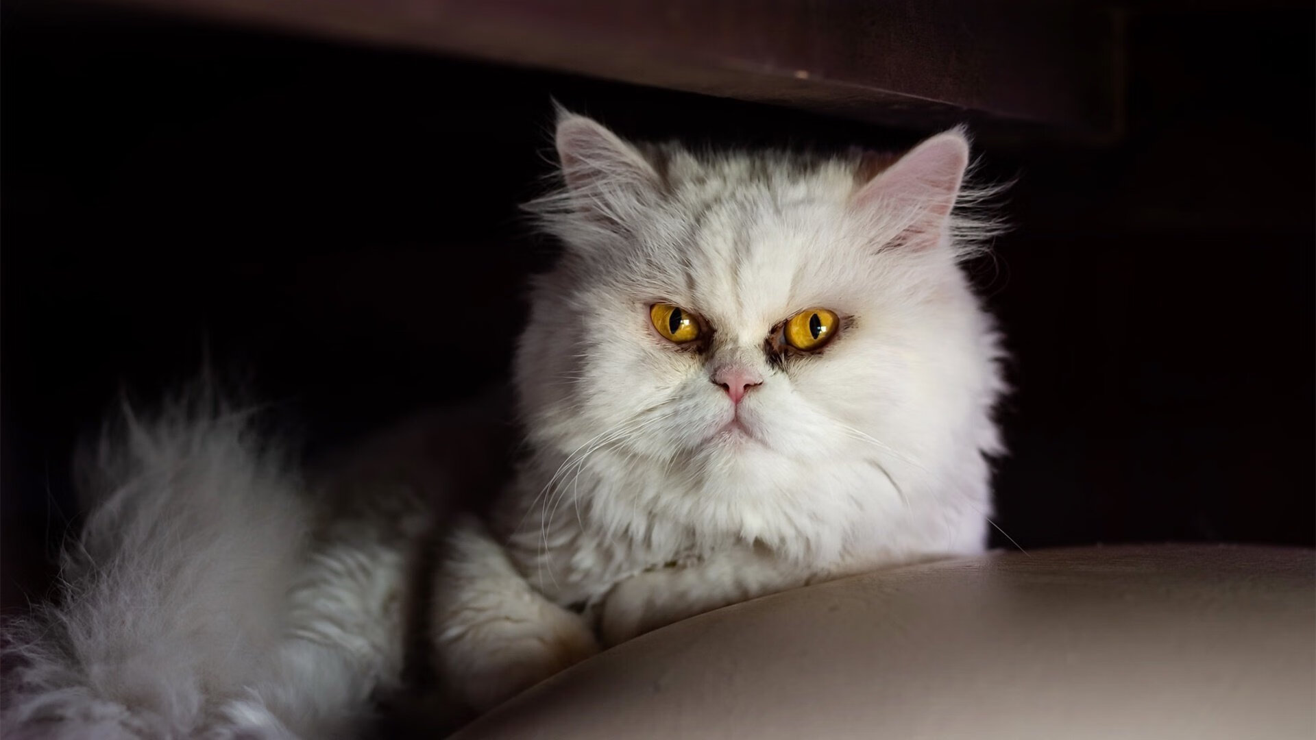 中国三人篮球男队强化快攻训练 提升比赛节奏,男子三人篮球中国队队员