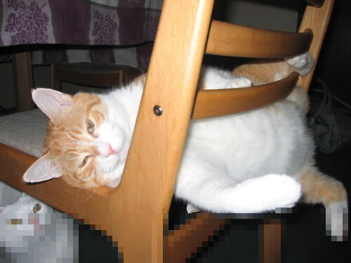 外教管理模式与本土文化冲突明显，外教管理办法