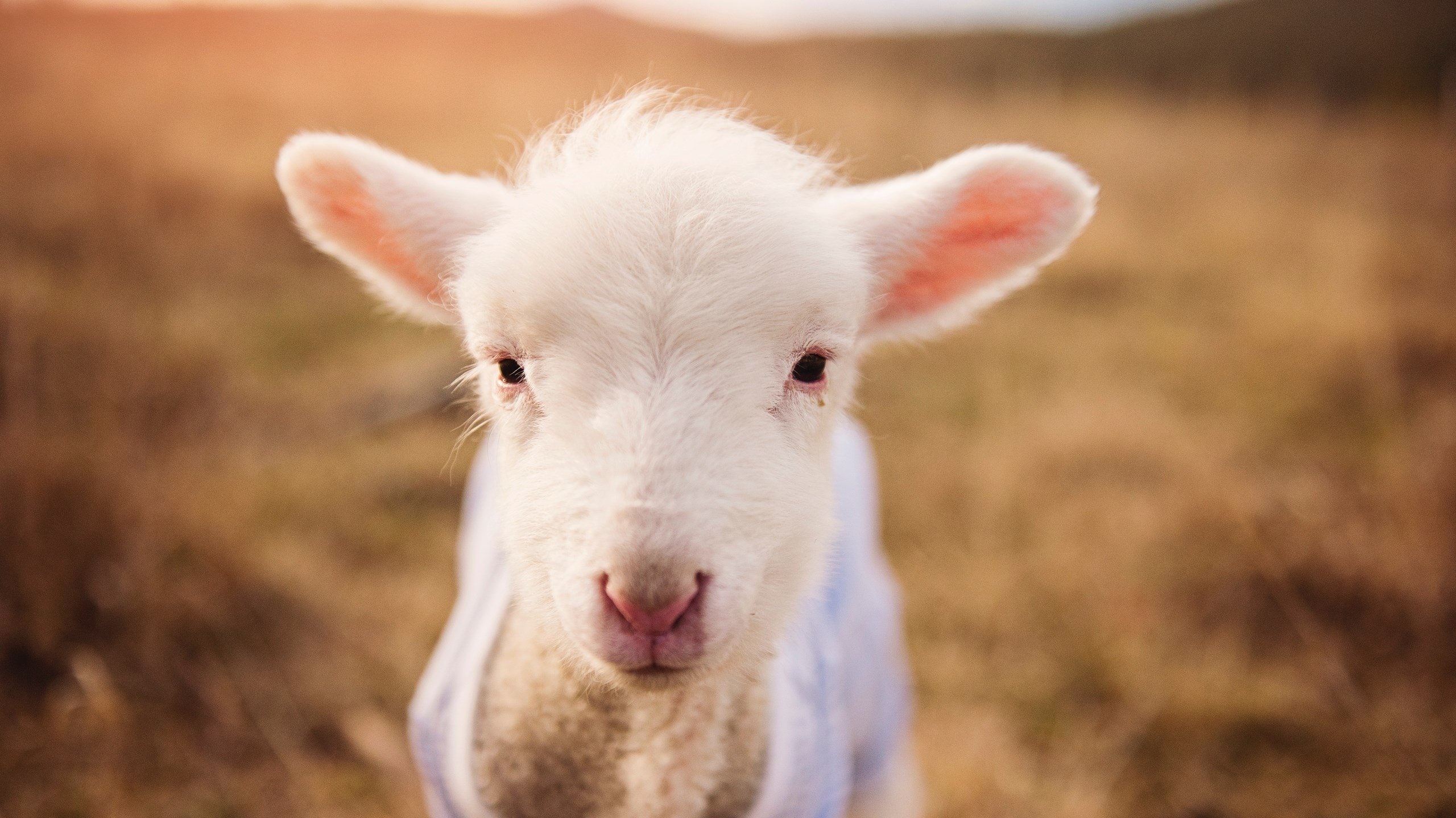 雄鹿防守升级字母哥领衔全队协防,雄鹿字母哥fmvp