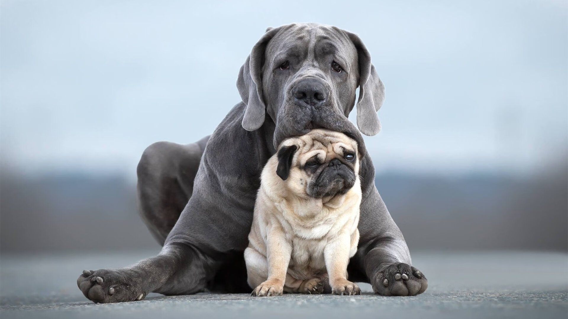 F1中国大奖赛将于明年回归，f1中国大奖赛在哪