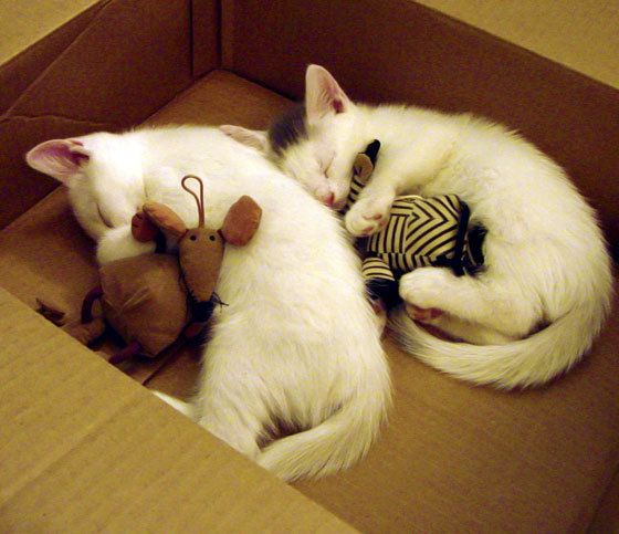 世界杯逆转大戏：英雄再现，奇迹归来！，世界杯瞬间