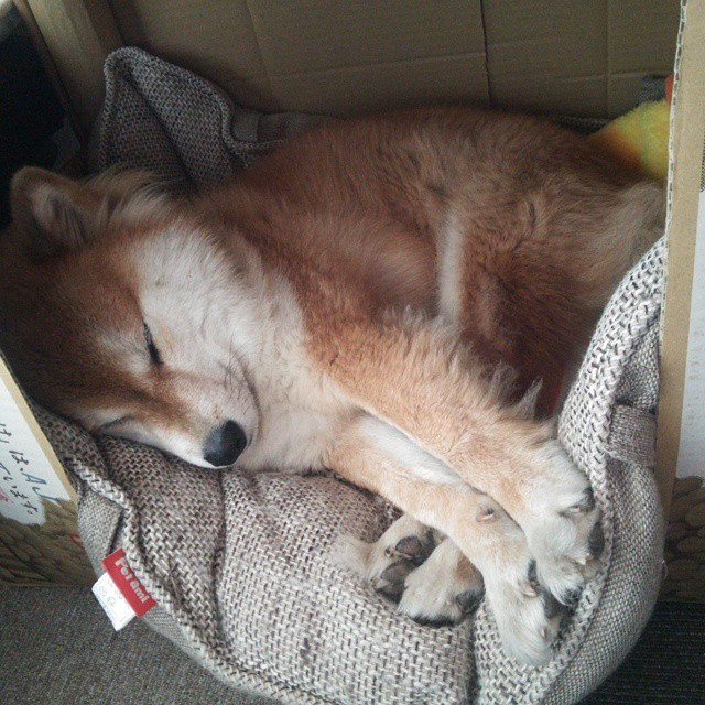 乌干达女篮在非洲锦标赛中持续突破，体育水平持续提高，非洲国家乌干达