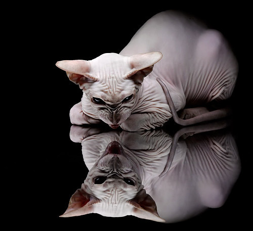 体育创业项目展示青年创客积极参与，体育创新创业大赛优秀作品