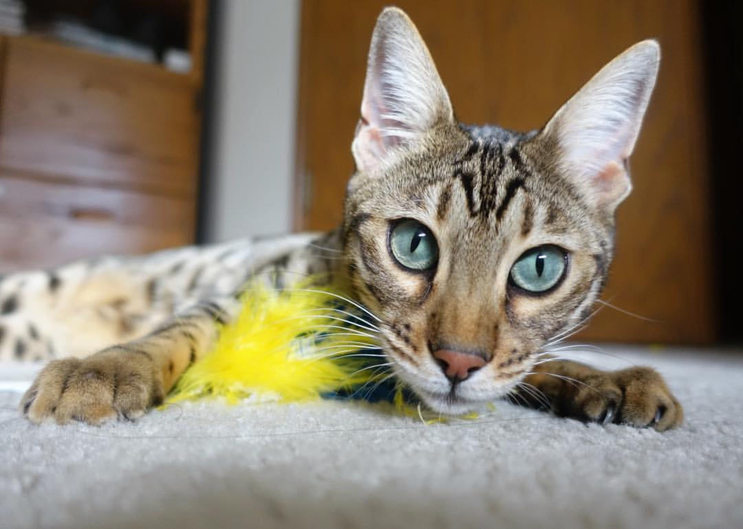 巴特尔的强力拦截为袋鼠队赢得关键比赛中的优势，巴特尔的替补