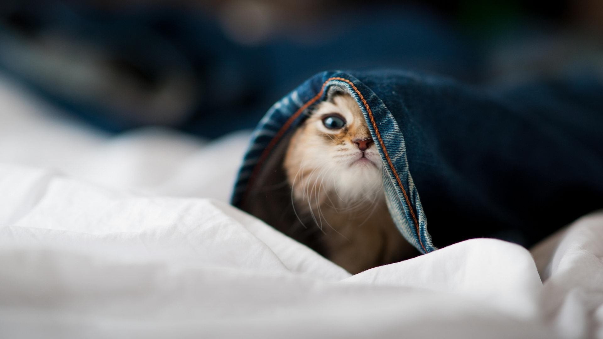 布克加强与内线联动进攻更加多样，布克打的什么位置