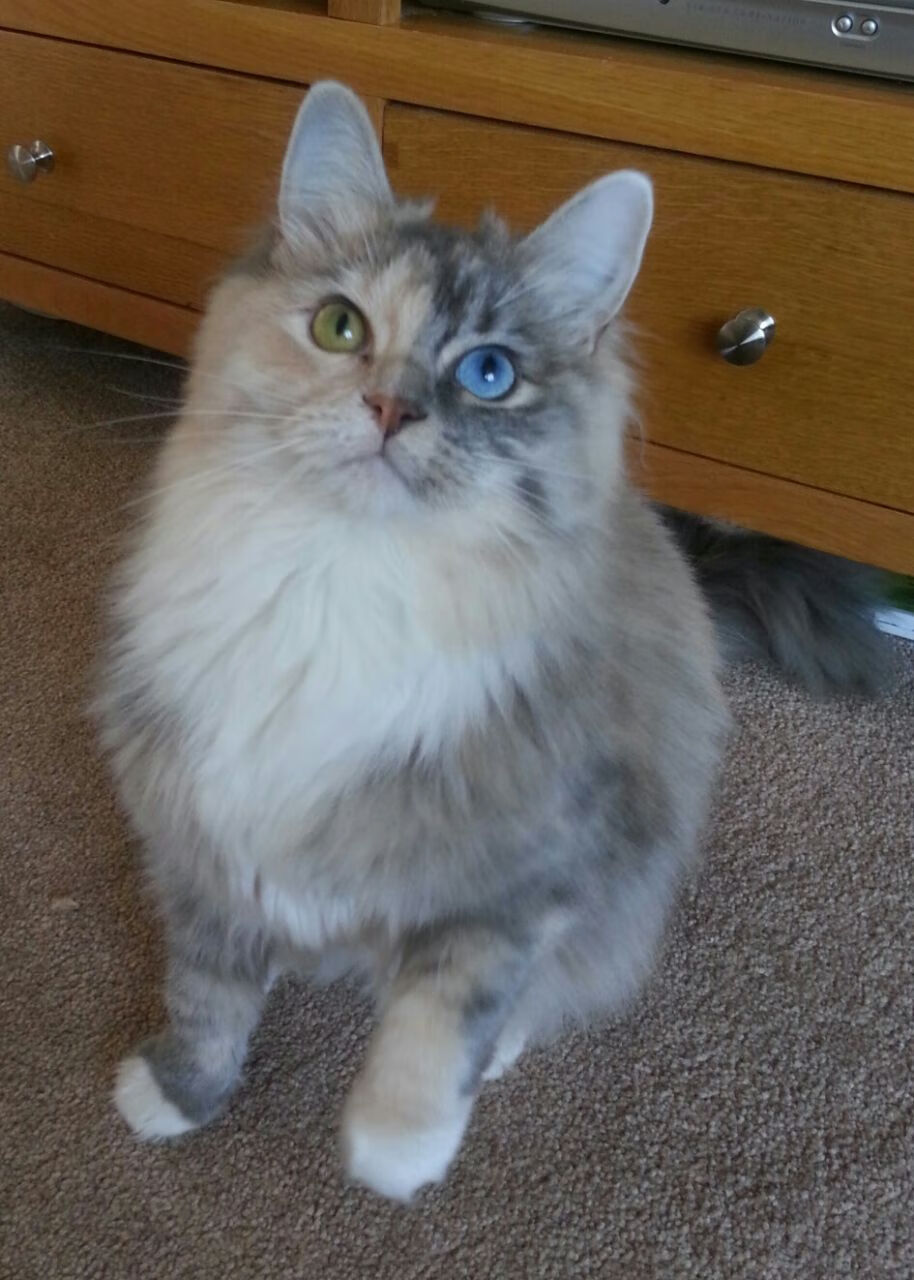 普费夫高难度动作成决赛关键，普费茨纳