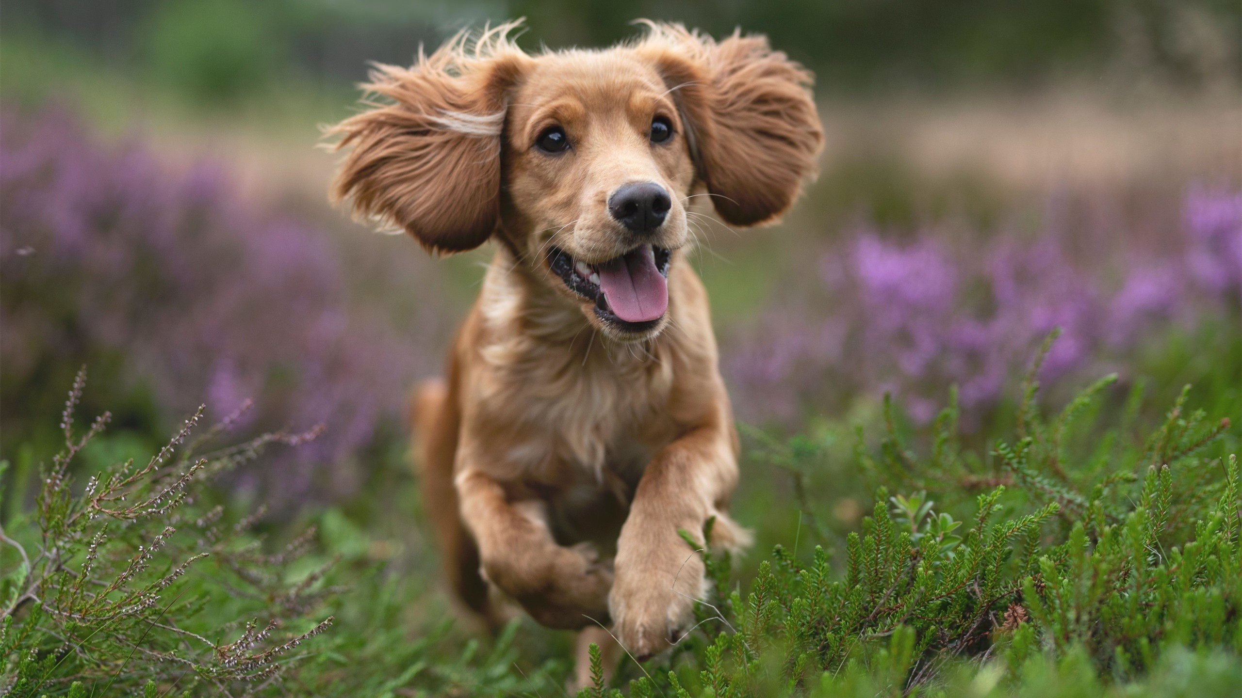 波尔曼在橄榄球冠军锦标赛中展现无与伦比的球场智慧，博尔特橄榄球