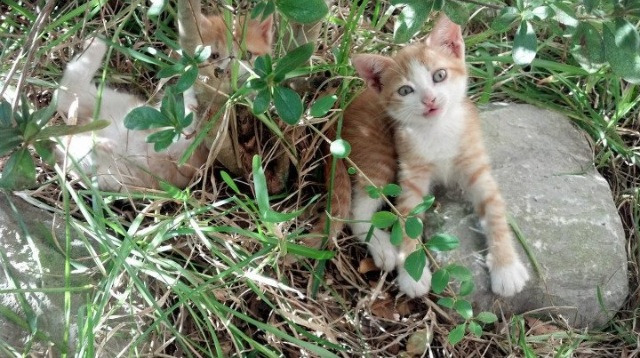 荷兰队在欧洲预赛中继续保持领先