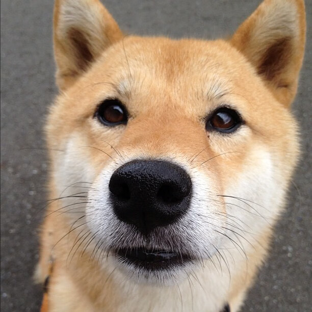 蝶泳配速策略愈加成熟有效，蝶泳的配合技术