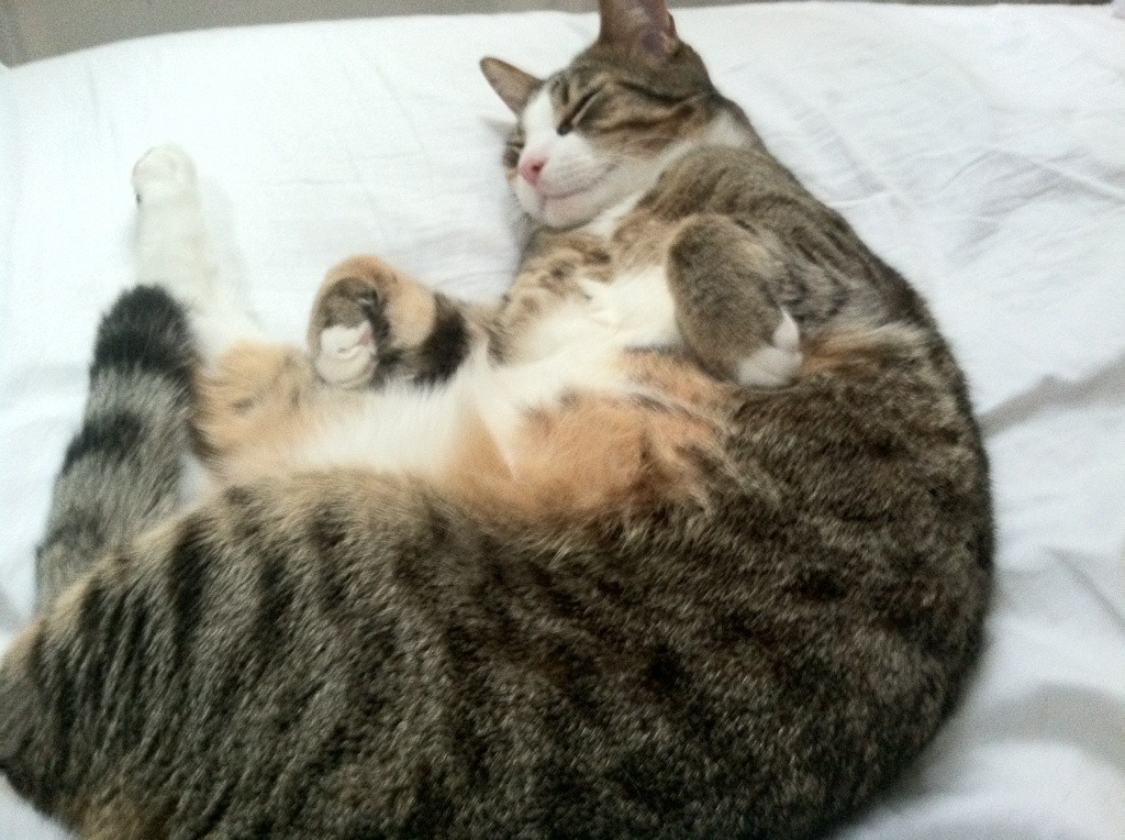 足球场草皮养护技术实现智能调节，足球场的草皮铺设程序