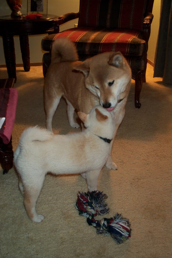 三场压轴大战意外不断，德甲积分榜风云突变，德甲2020积分