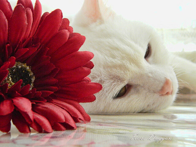 中国篮球是否推动赛季中数据评分与动态排名机制，篮球赛程积分表