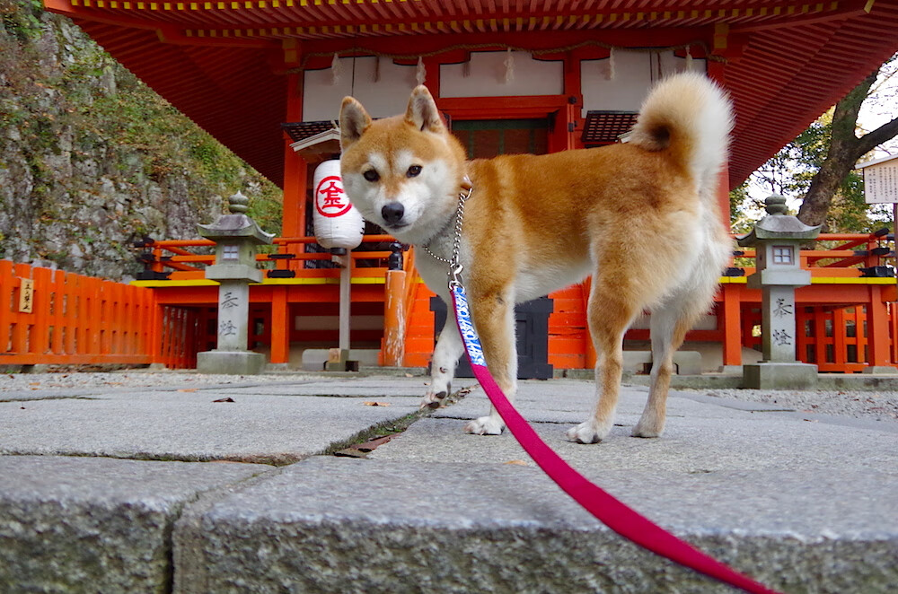 俱乐部开展青少年平衡发展专项讲座 提升学业与训练质量，青少年平衡训练动作